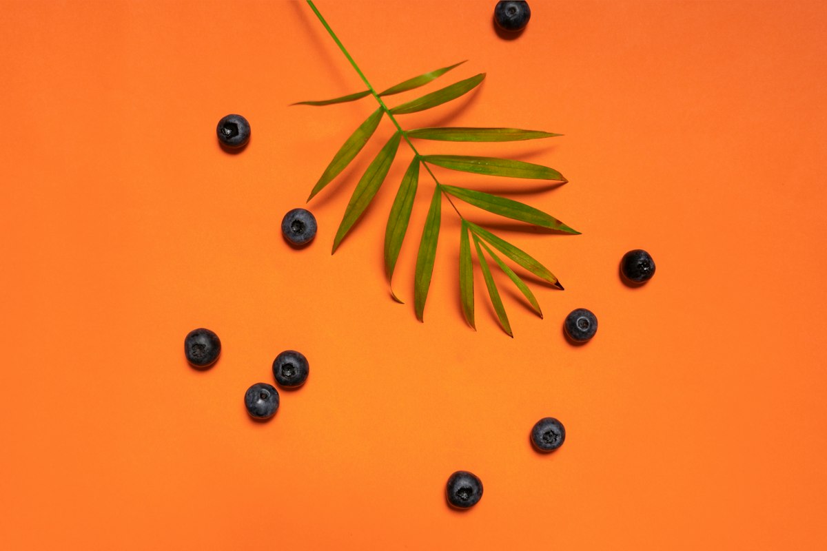 Blaubeeren als Antioxidantien-Quelle